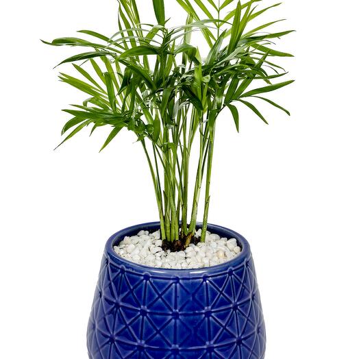 Chamaedorea Palm-designer ceramic pot