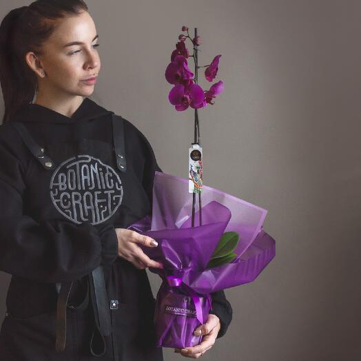 Орхидея, 1 ствол (фиолетовые оттенки)