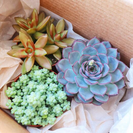 Суккуленты большие 3 | суккулент