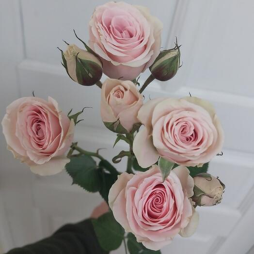 Кустовая роза