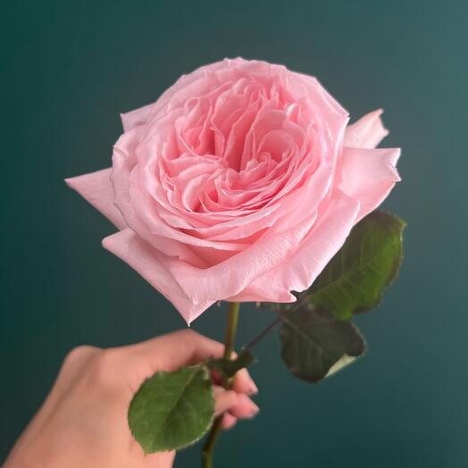 Роза сорт Pink O Hara