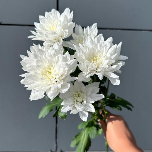 Белая хризантема кустовая