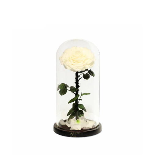 Forever rose single White