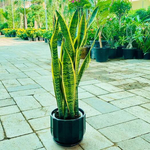 Sansevieria Trifasciata (Snake Plant)