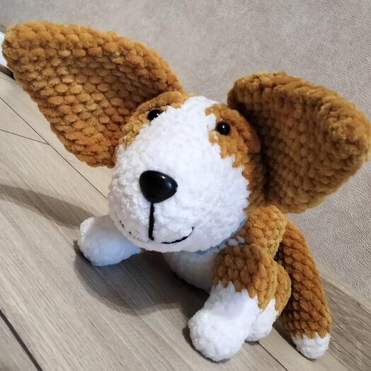 The Corgi Dog