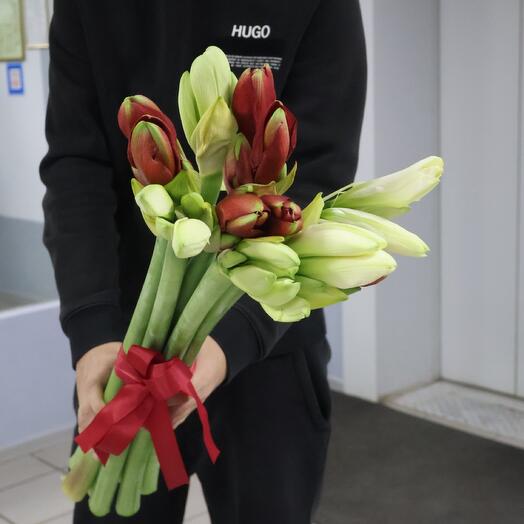 Микс 9 амариллисов