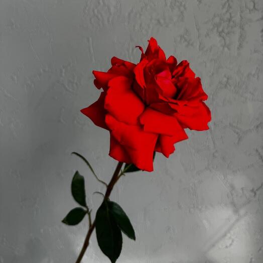 The Scarlet French Rose