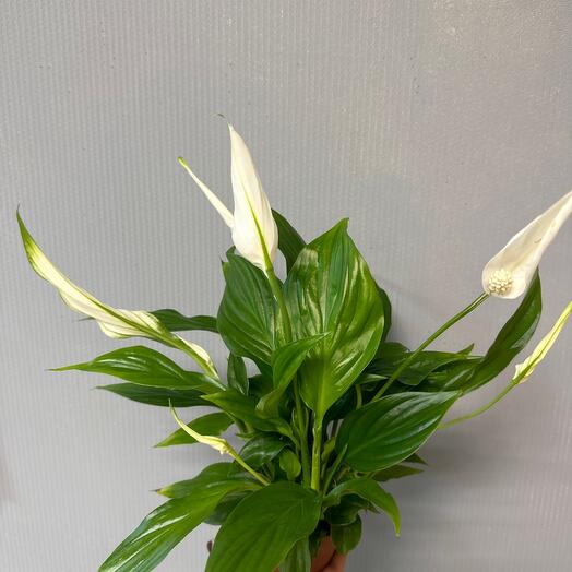 Спатифиллум Шопен