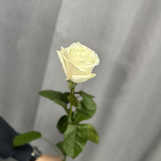 Роза белая 80 см 🌹