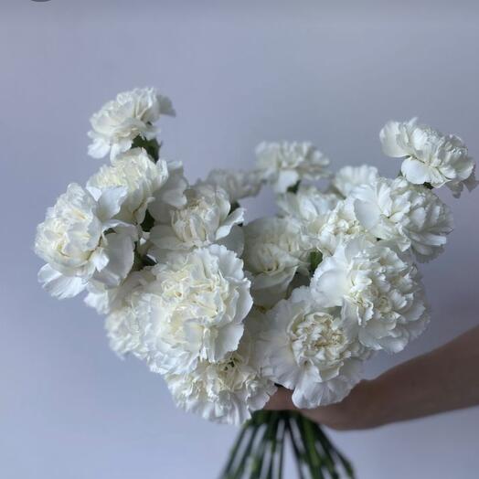 Белый диантус 🕊️