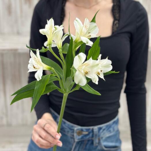 Белая Альстромерия