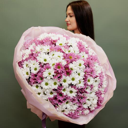 35 розово-белых хризантем