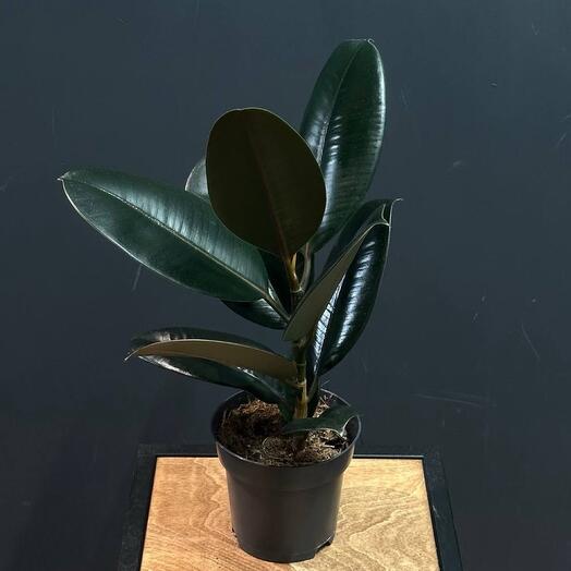 Фикус Эластика 14см