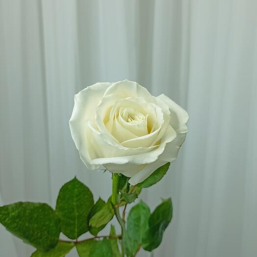 Rosa de chocolate blanco 60 cm