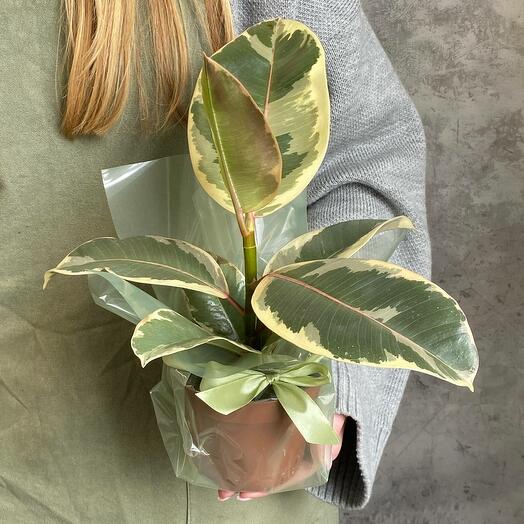 🌿 Фикус Tineke / тинеке