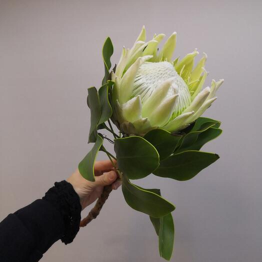 Protea Arctic ice