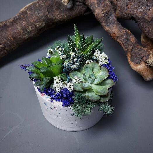 Садик из суккулентов в белом гипсовом кашпо