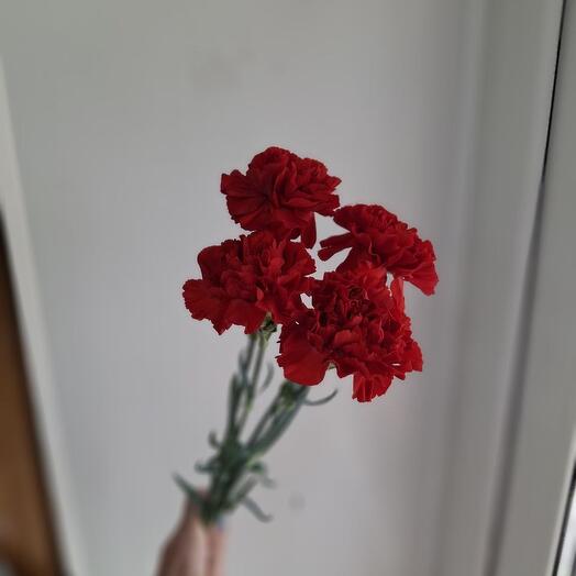 Гвоздика 4 штуки