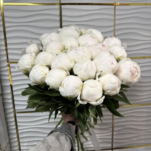 VIP Pion Premium
