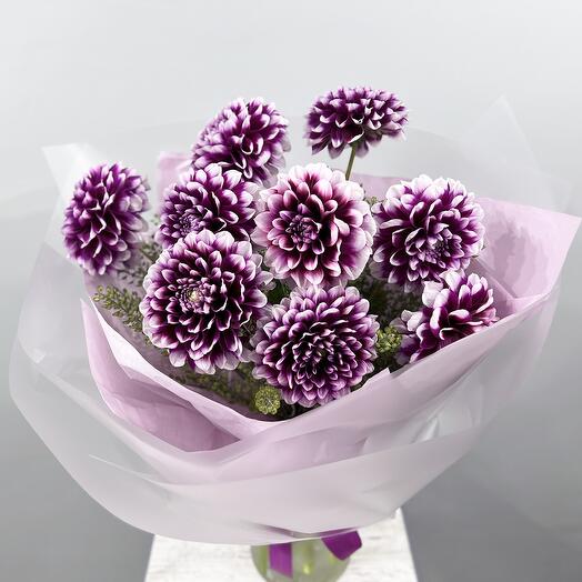 Purple dahlias