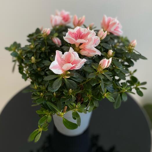 Азалия в горшке