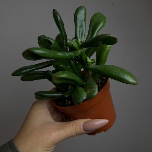 Комнатное растение крассула (денежное дерево)