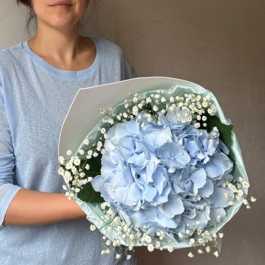 Голубая гортензия + 🎁