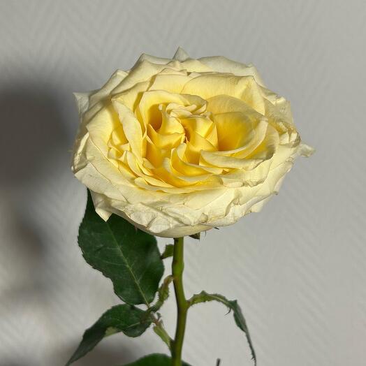 Роза Кендилайт