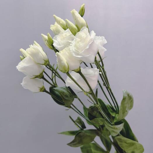 Эустома белая