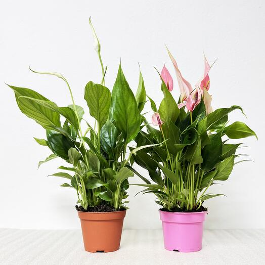 Набор - 2 растения: Спатифиллум и Антуриум Лили розовый высота 30-35см