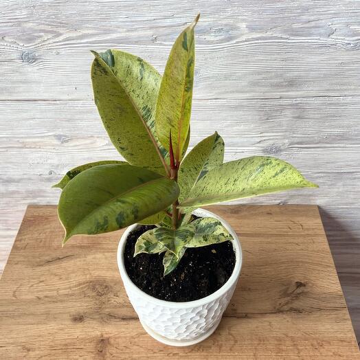 Фикус эластика Шривериана "Желтый самоцвет" в бетонном горшке