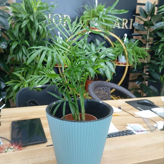 Хамедорея в керамическом кашпо. 🌵🎍🪴комнатные цветы радуют всегда! =)