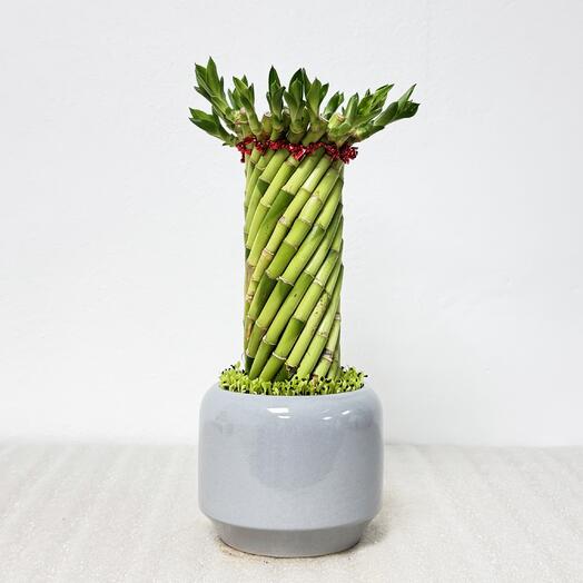 Бамбук Лаки в серой керамике, высота 26-28см