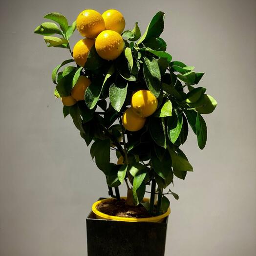 Цитрус Лимон