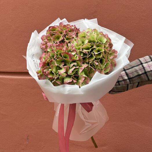 Buket od 3 zelene hortentzije