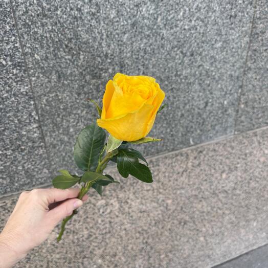 Роза желтая