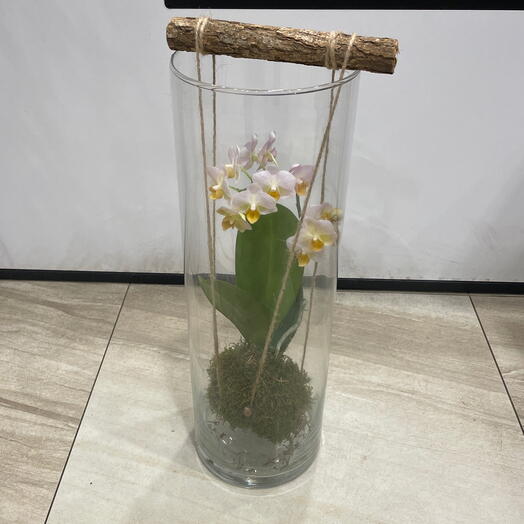 Orchidea Phalaenopsis in un vaso di vetro