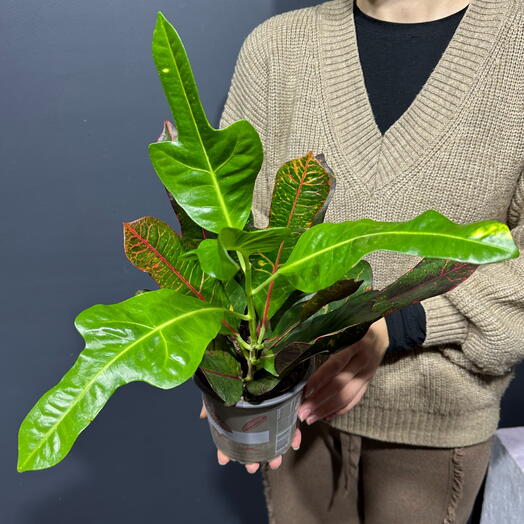 Комнатное растение кротон / кодиеум