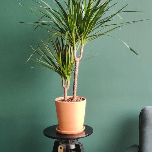 Драцена в глиняном горшке с поддоном