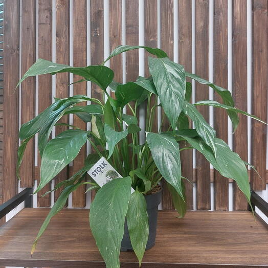 Спатифиллум Даймонд