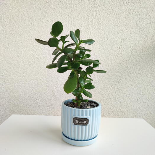 Комнатное растение "Денежное дерево | крассула | толстянка"