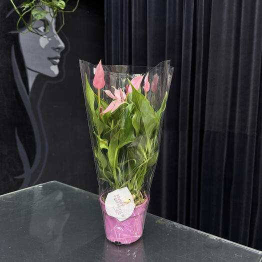 Антуриум в горшке