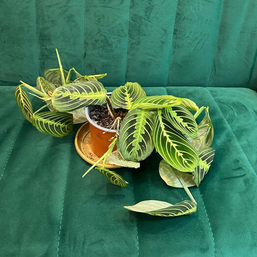 Комнатное растение Маранта