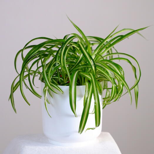 Хлорофитум Бонни