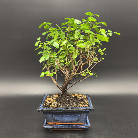 Бонсай Сагереция Чайная в керамике