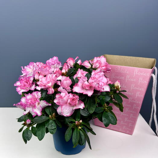 Азалия куст розовая высота 30см в подарочной коробке