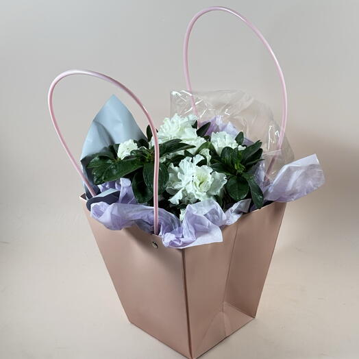 Роза комнатная - Азалия