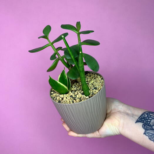 Крассула и сансевиерии в кашпо