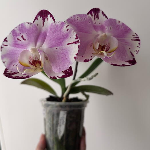 Орхидея Phal.  Violet Thunder  Фиолетовый гром (не цветёт)