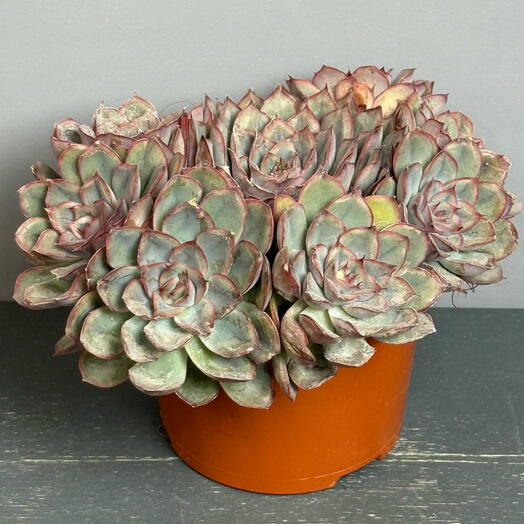 Крупная многоцветковая Эчвермя -каменная Роза с эффектной розовой каймой ☘️🩷